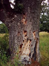 Tree rotting