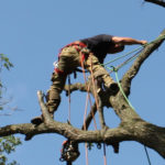 Tree maintenance