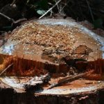 Tree stump removal