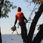 trimming a tree