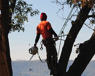 trimming a tree